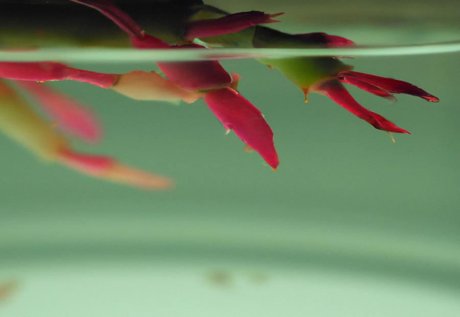 Rooting the Christmas Cactus Cuttings in Water - How to Grow Christmas Cactus from Cuttings in Water 