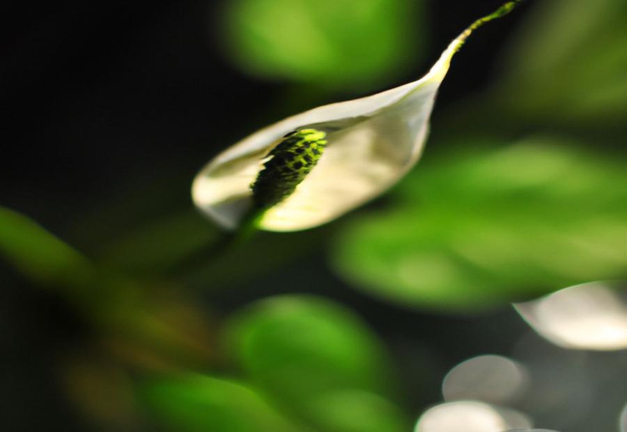 Tips for Growing Healthy Peace Lily in Water - How to Grow Peace Lily in Water 