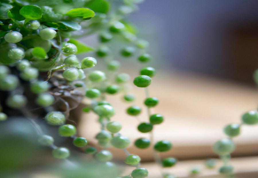 Best Soil and Potting for String of Pearls - How to Keep String of Pearls Alive 