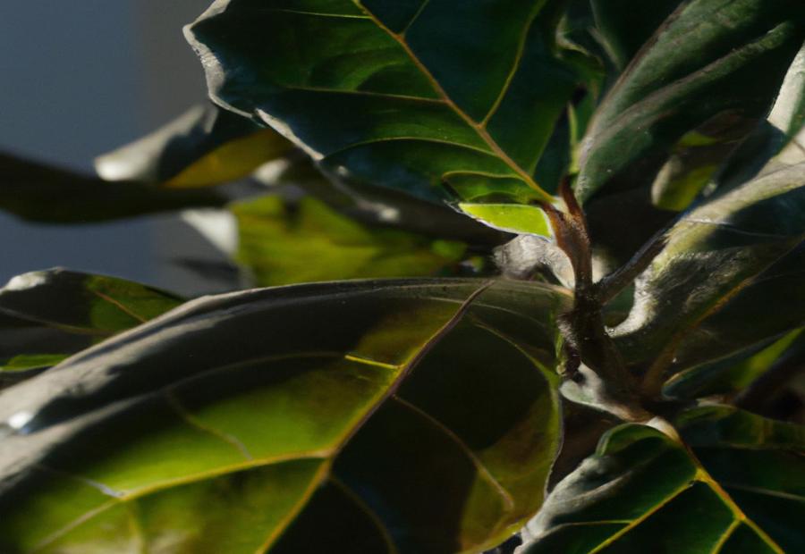 Tips for Overwintering - How to Keep Your Fiddle Leaf Fig Tree Aluce in the Winter 