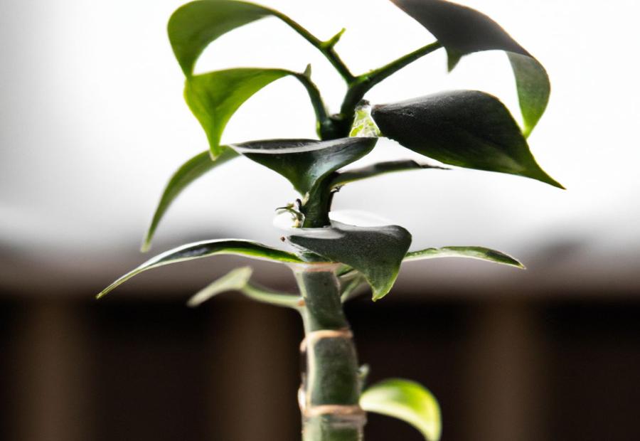 Why is it Important to Keep Zz Plant Upright? - How to Keep Zz Plant Upright 