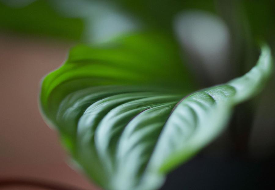 Benefits of Having Shiny Peace Lily Leaves - How to Make Peace Lily Leaves Shiny 