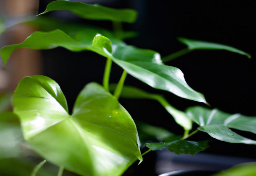 Repotting and Soil Mix - How to Make Philodendron Grow Faster 
