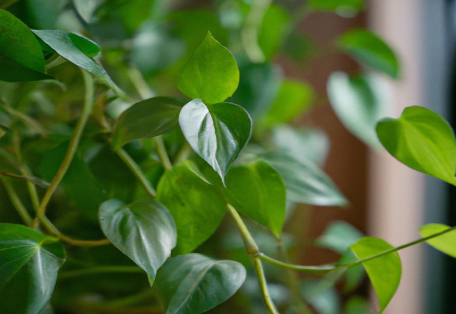 Pest and Disease Management - How to Make Pothos Grow Faster 