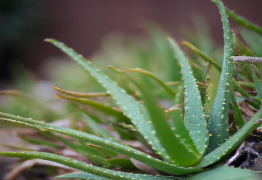 Tips for Maintaining Aloe Vera Soil - How to Make Soil for Aloe Vera 