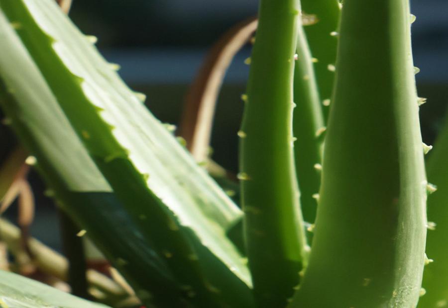 Preparing Soil for Aloe Vera - How to Make Soil for Aloe Vera 