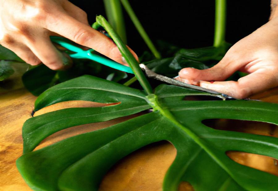 Preparing the Monstera Cutting - How to Plant Monstera Cutting 