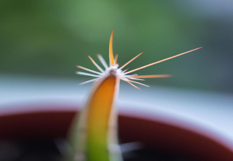 Methods of Propagating Bunny Ear Cactus - How to Propagate Bunny Ear Cactus 