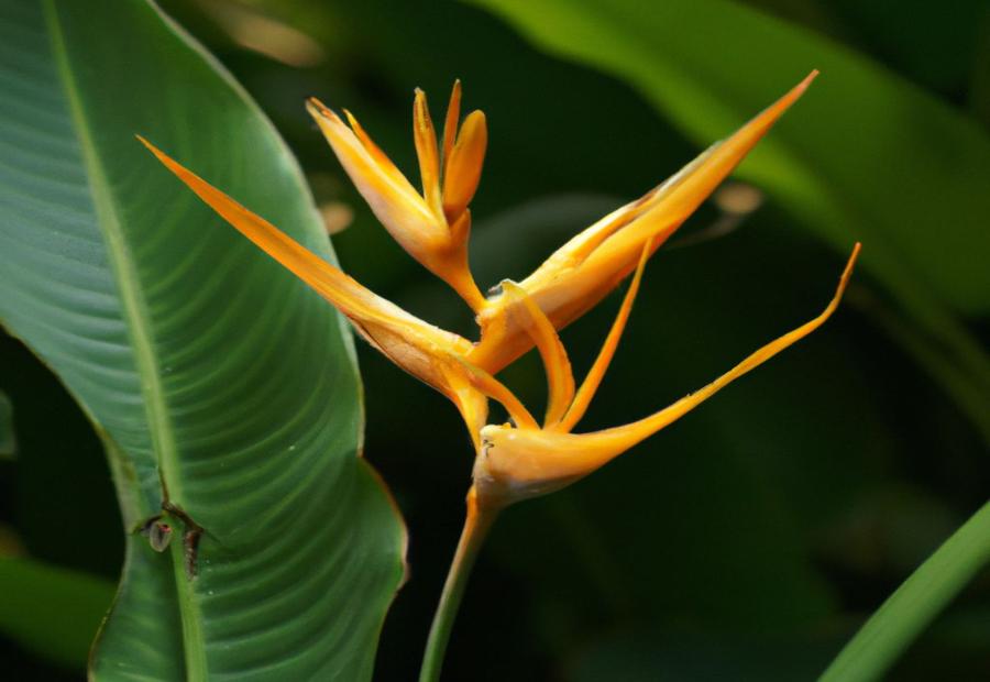 Step-by-Step Guide for Propagating Giant Bird of Paradise - How to Propagate Giant Bird of Paradise 