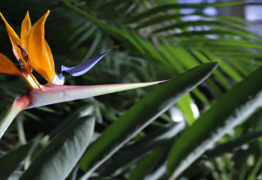 Common Mistakes to Avoid - How to Propagate Giant Bird of Paradise 