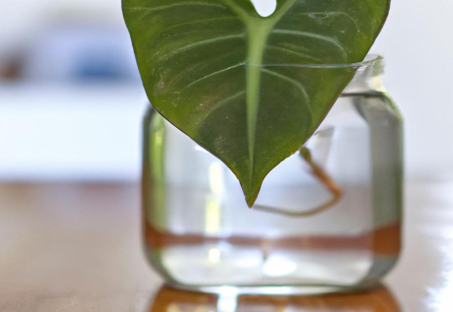 Methods of Propagating Heart Leaf Philodendron - How to Propagate Heart Leaf Philodendron 