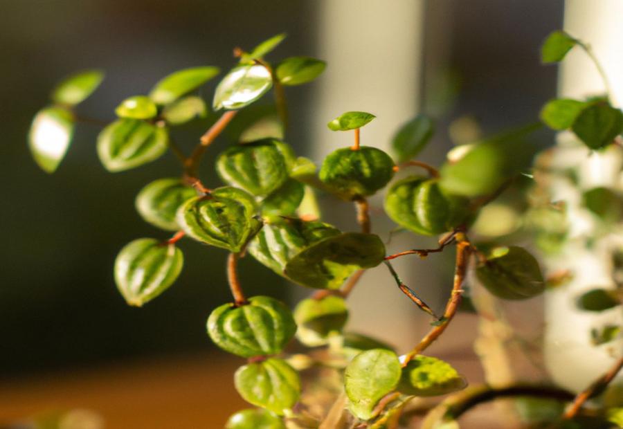 Common Issues and Troubleshooting - How to Propagate Peperomia 