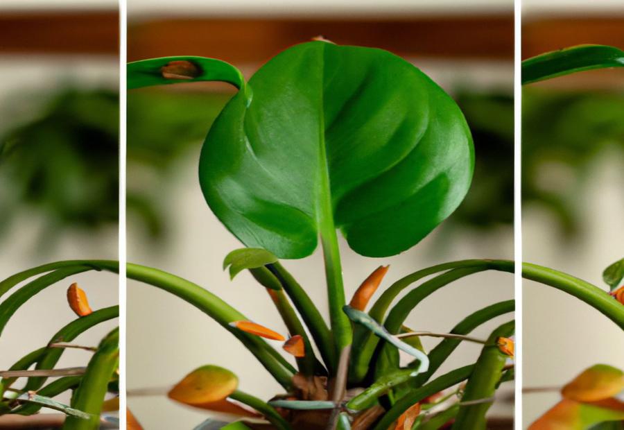 What is Propagation? - How to Propagate Philodendron Hope 