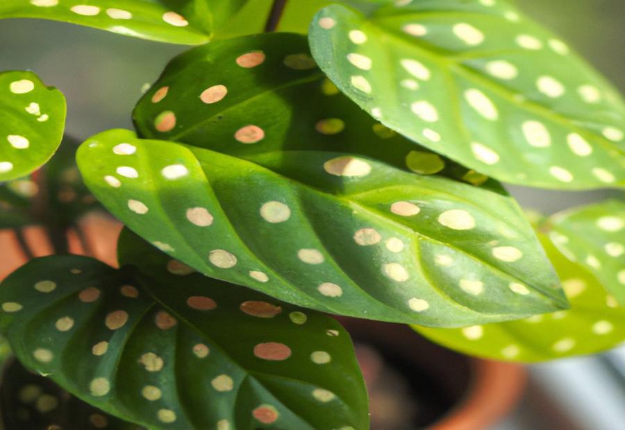 Methods of Propagating Polka Dot Plant - How to Propagate Polka Dot Plant 