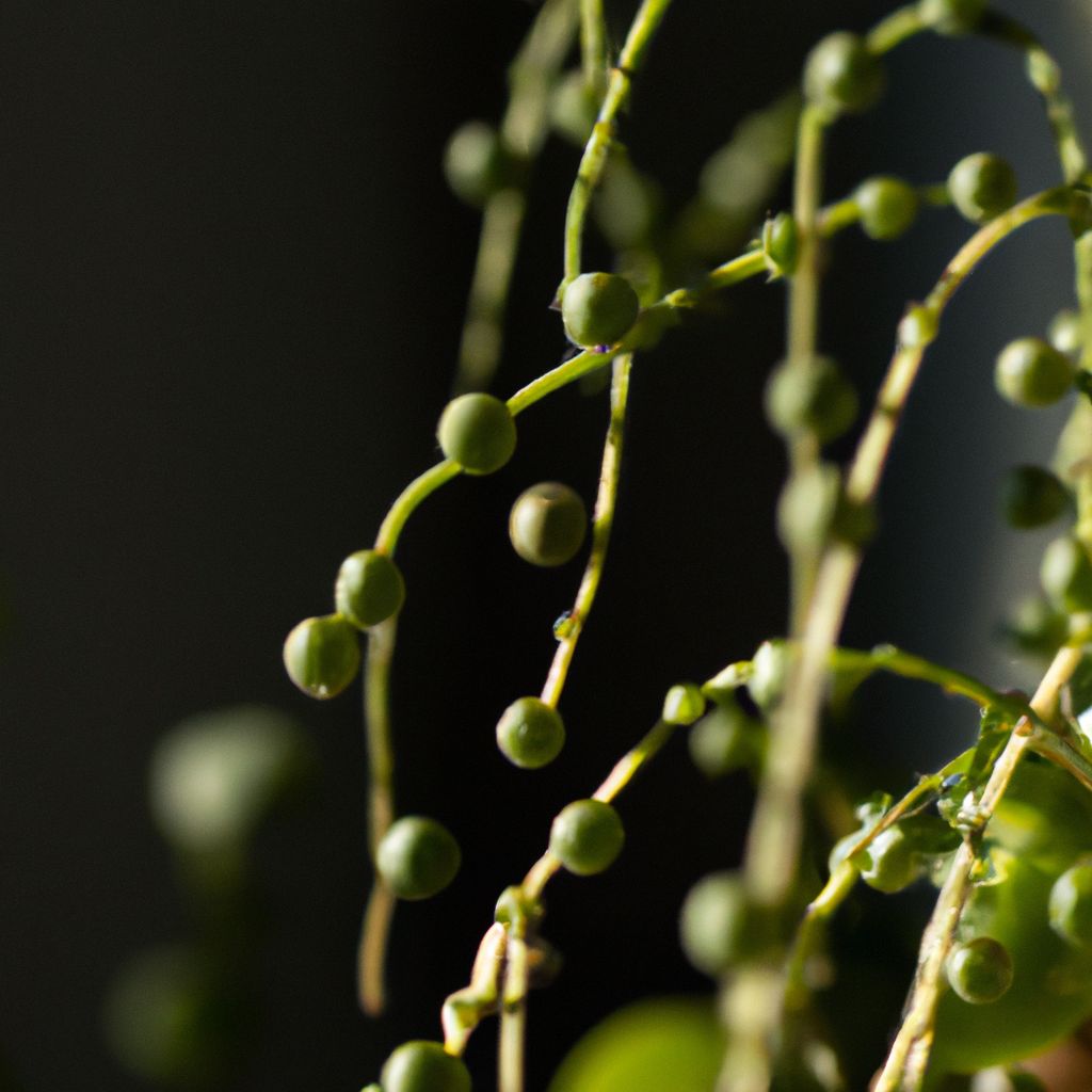 How to Propagate String of Pearls from One Leaf