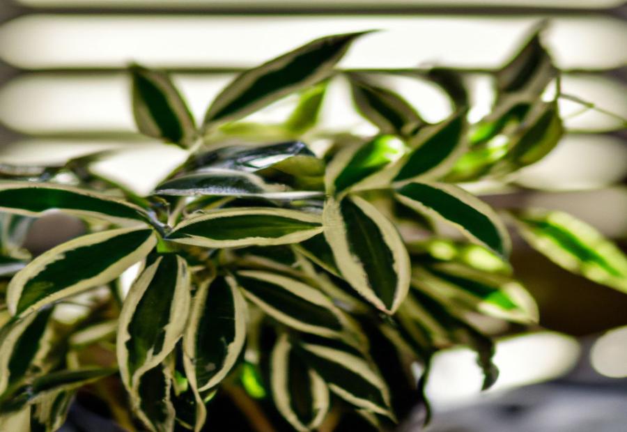Common Mistakes to Avoid When Pruning a Zebra Plant - How to Prune a Zebra Plant 