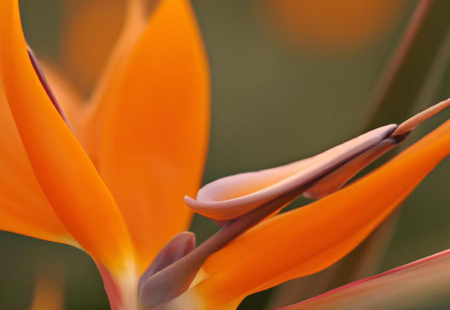 Step-by-Step Guide: How to Prune Bird of Paradise - How to Prune Bird of Paradise 