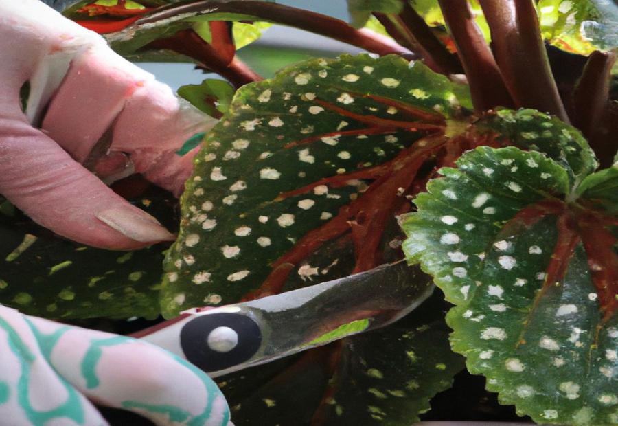 Tips for Pruning Polka Dot Begonia - How to Prune Polka Dot Begonia 
