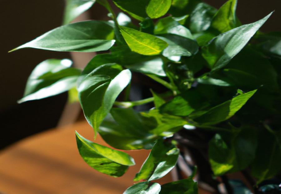 Step-by-Step Guide to Pruning Pothos - How to Prune Pothos for Growth 