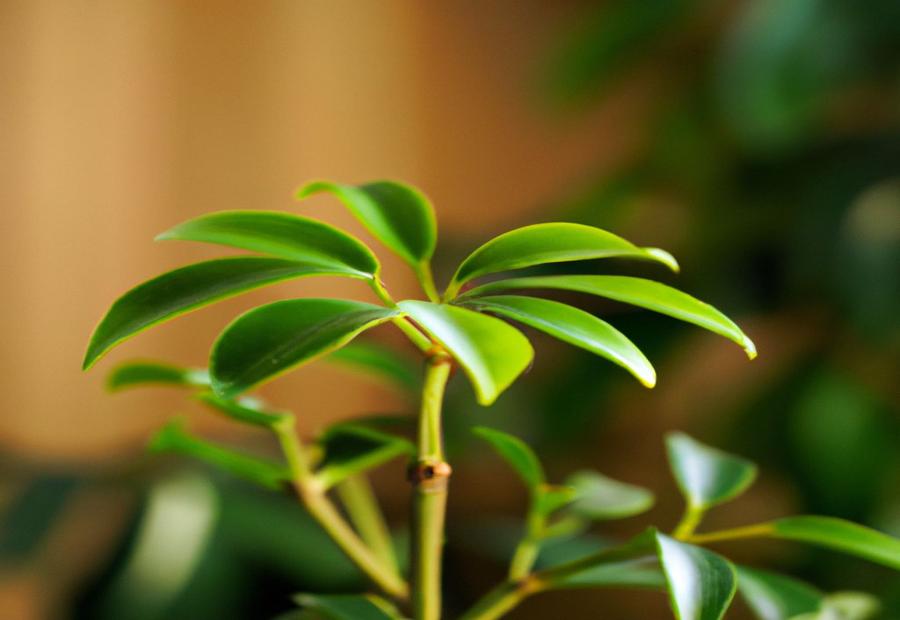 Step-by-Step Guide: How to Prune Schefflera - How to Prune Schefflera 