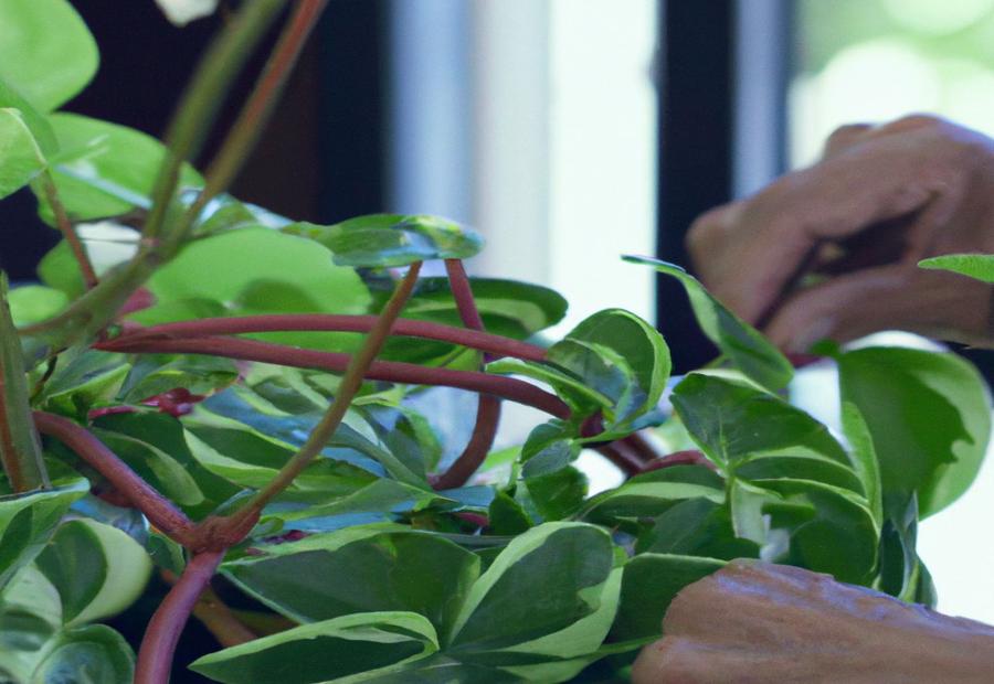 Tips and Precautions for Pruning Watermelon Peperomia - How to Prune Watermelon Peperomia 