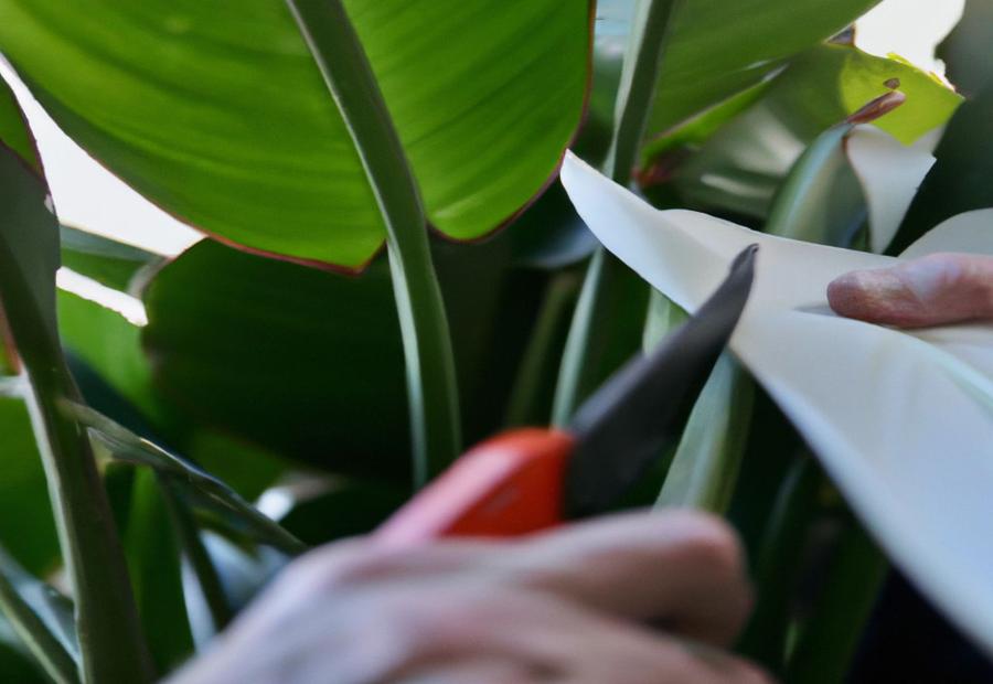 Tools Needed for Pruning White Bird of Paradise - How to Prune White Bird of Paradise 