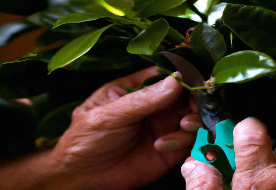 Aftercare and Maintenance Tips - How to Prune Zz Plant 