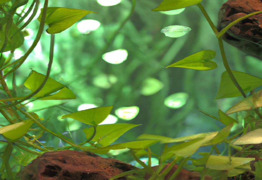 Benefits of Having Pothos in an Aquarium - How to Put Pothos in Aquarium 