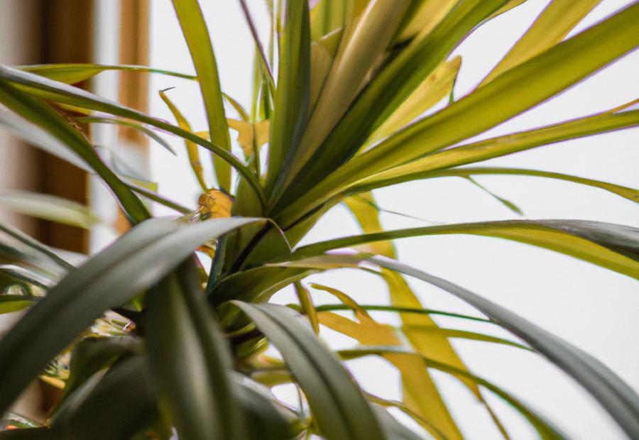 Additional Tips for Maintaining a Healthy Yucca Plant - How to Remove Dead Leaves from Yucca Plant 