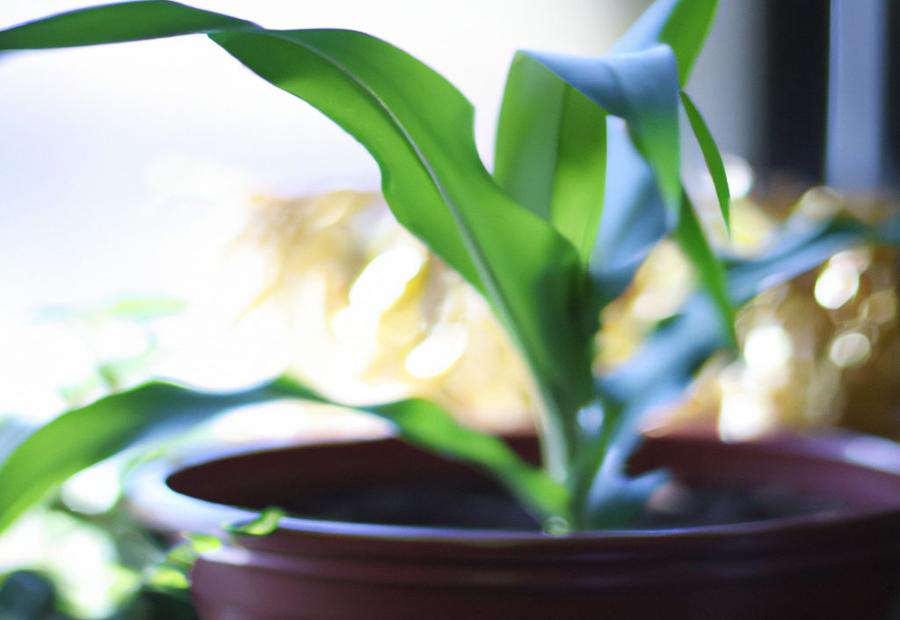 How to Choose the Right Pot for Your Corn Plant? - How to Repot a Corn Plant 