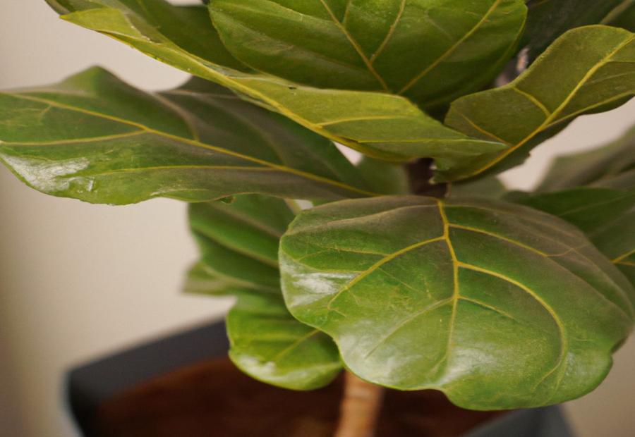 Aftercare and Maintenance Tips - How to Repot a Fiddle Leaf Fig Tree 