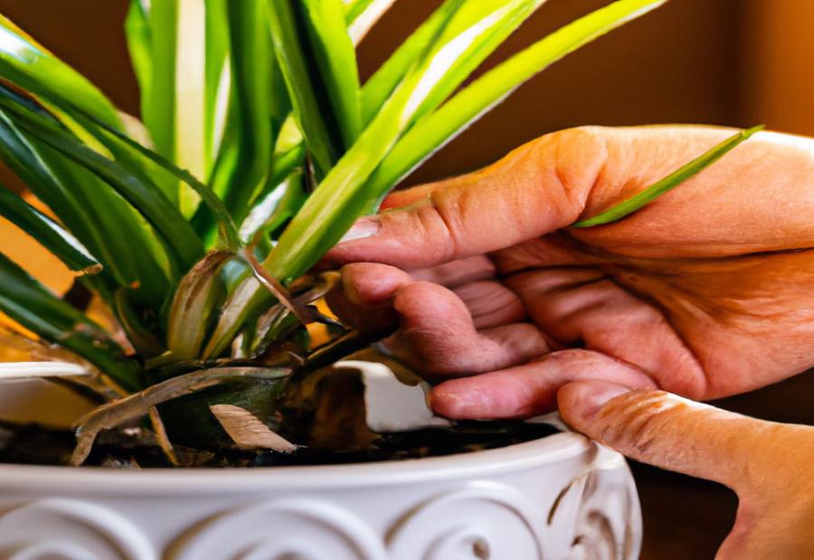 Why Repotting a Spider Plant is Important? - How to Repot a Spider Plant 