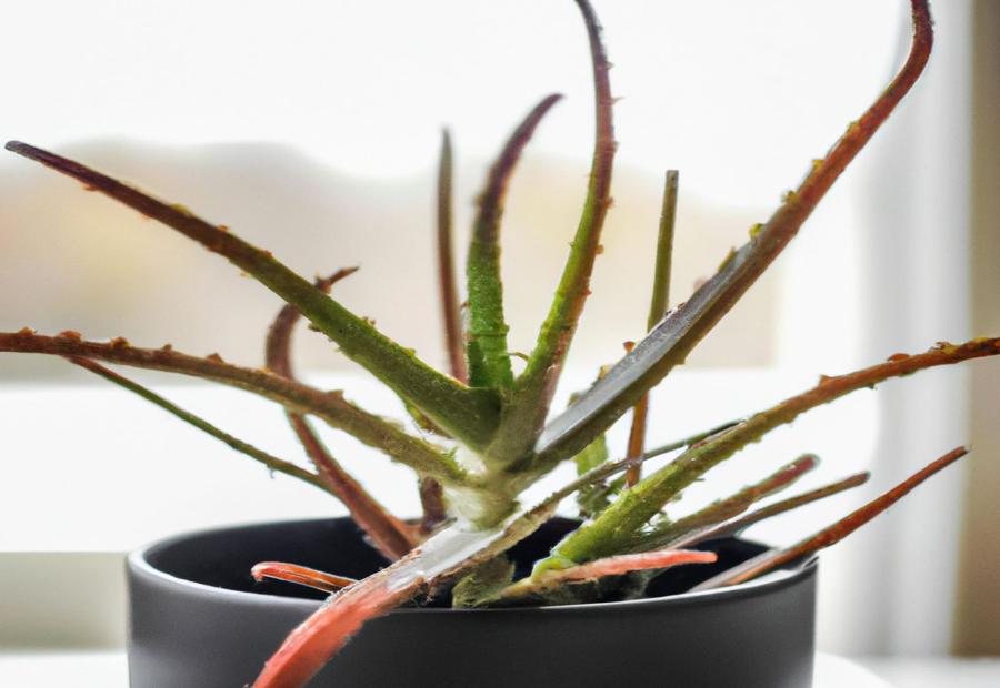Why should you Repot Aloe Vera Plants Indoors? - How to Repot Aloe Vera Plants Indoors 
